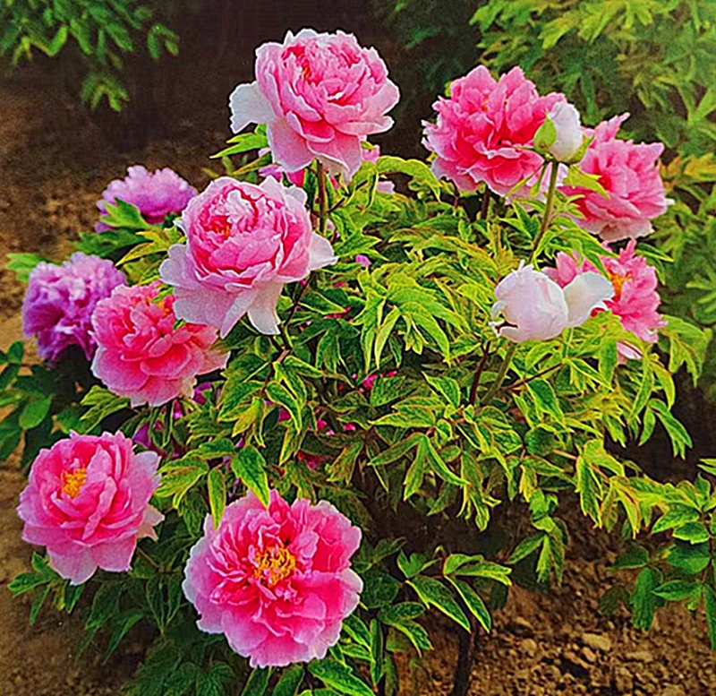 粉色系