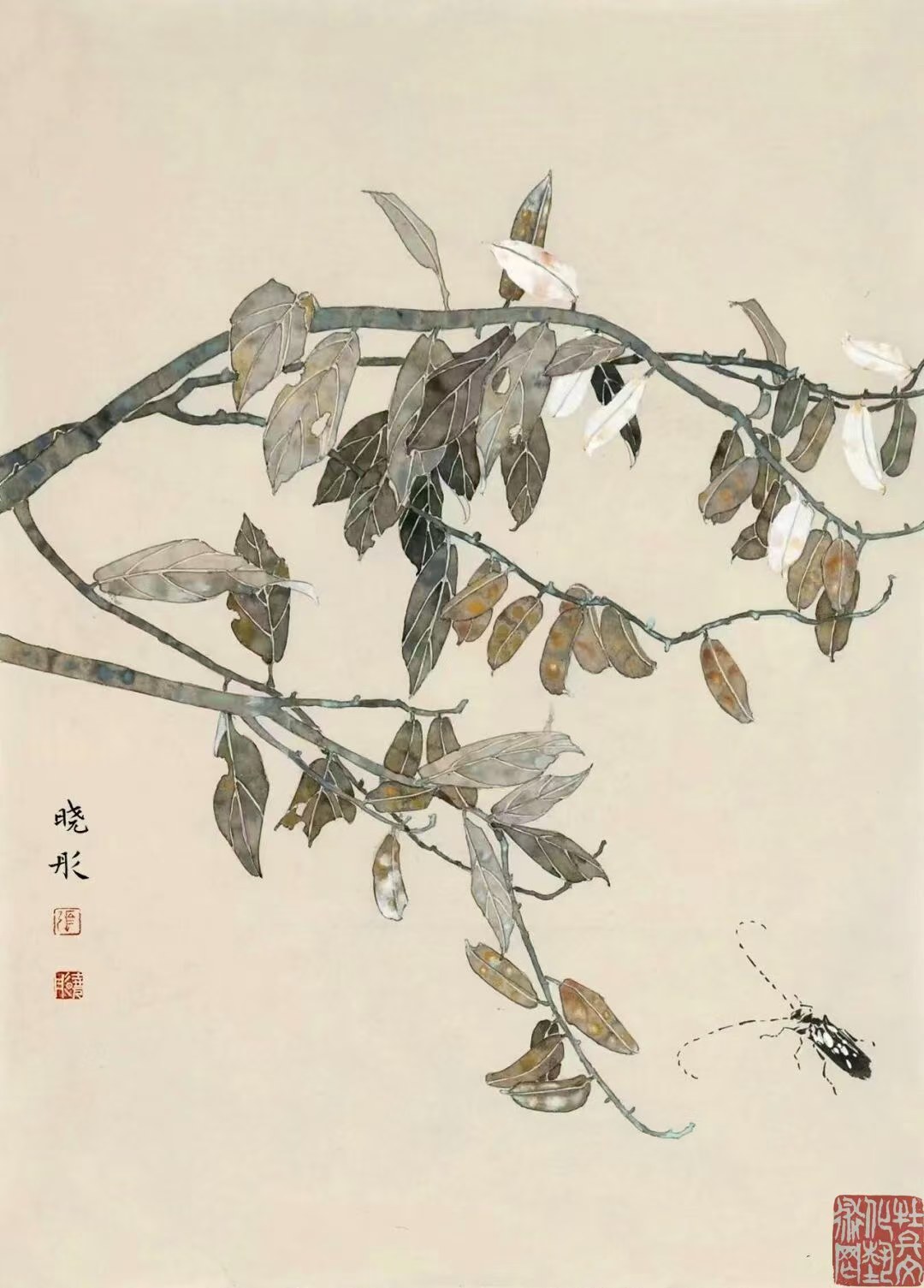 张晓彤